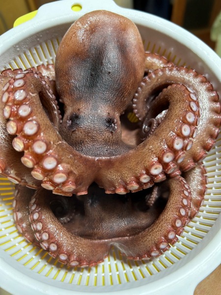 画像の説明 画像の説明