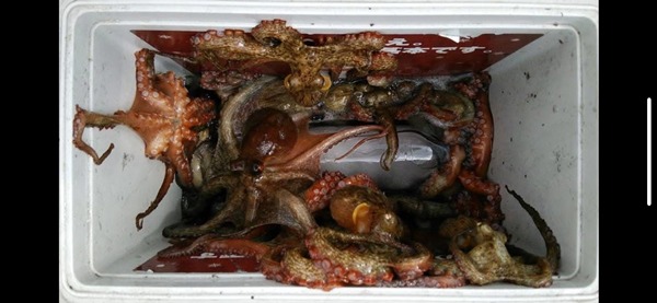 画像の説明 画像の説明